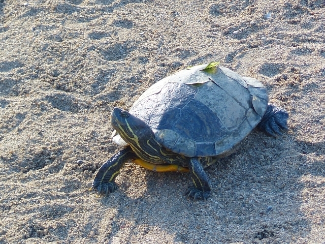 人間 は 考える 葦 で ある パンセ